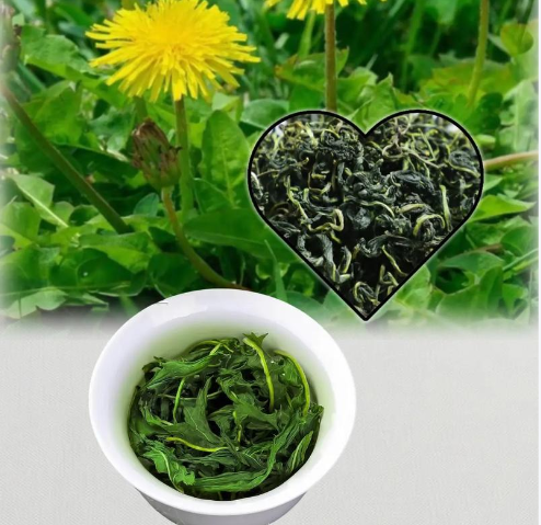蒲公英茶02